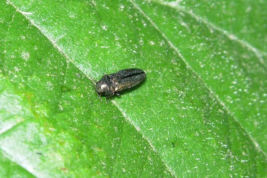 Buprestidae: Anthaxia godeti?